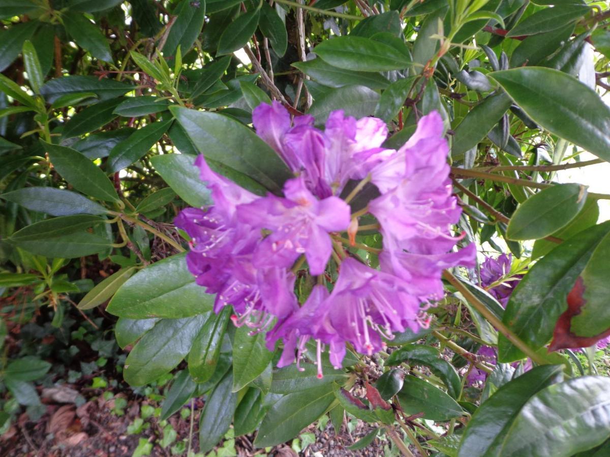 Les Fleurs Du Mont Bed & Breakfast Caux Exterior foto