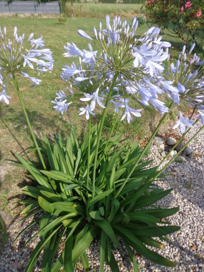 Les Fleurs Du Mont Bed & Breakfast Caux Exterior foto