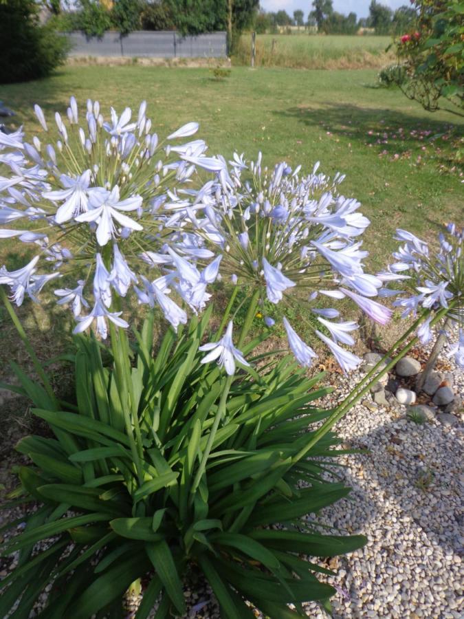 Les Fleurs Du Mont Bed & Breakfast Caux Exterior foto